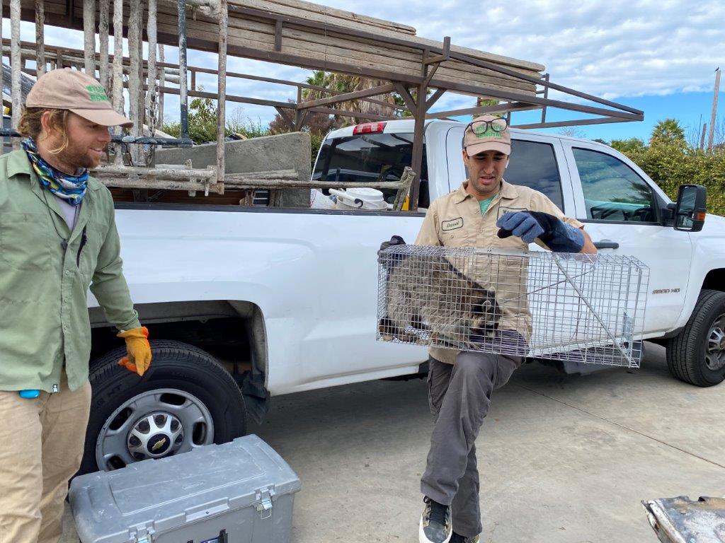 Boca Raton raccoon trapping